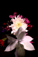 Beauty of Flowers 5