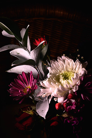 Beauty of Flowers 2