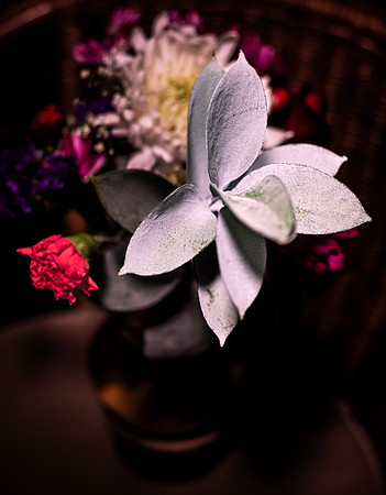 Beauty of Flowers 6