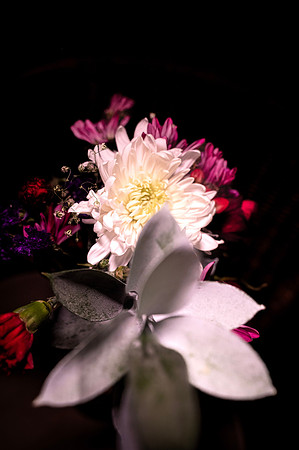 Beauty of Flowers 5