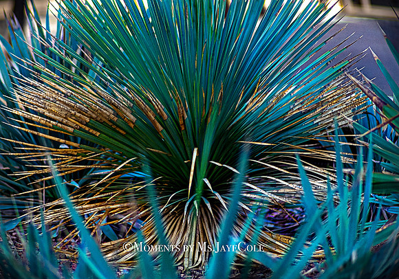 AZ Aloe