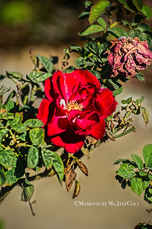 Roses are Red