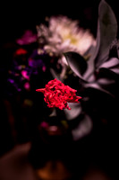 Beauty of Flowers 4