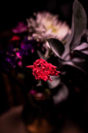 Beauty of Flowers 4
